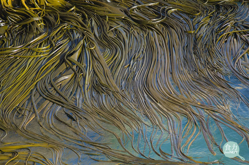 海茸原生在智利、與紐西蘭南部較寒冷的海域裡，由於其來源穩定，可望成為生醫界癌症治療，減緩白血球減少症副作用的新興來源。